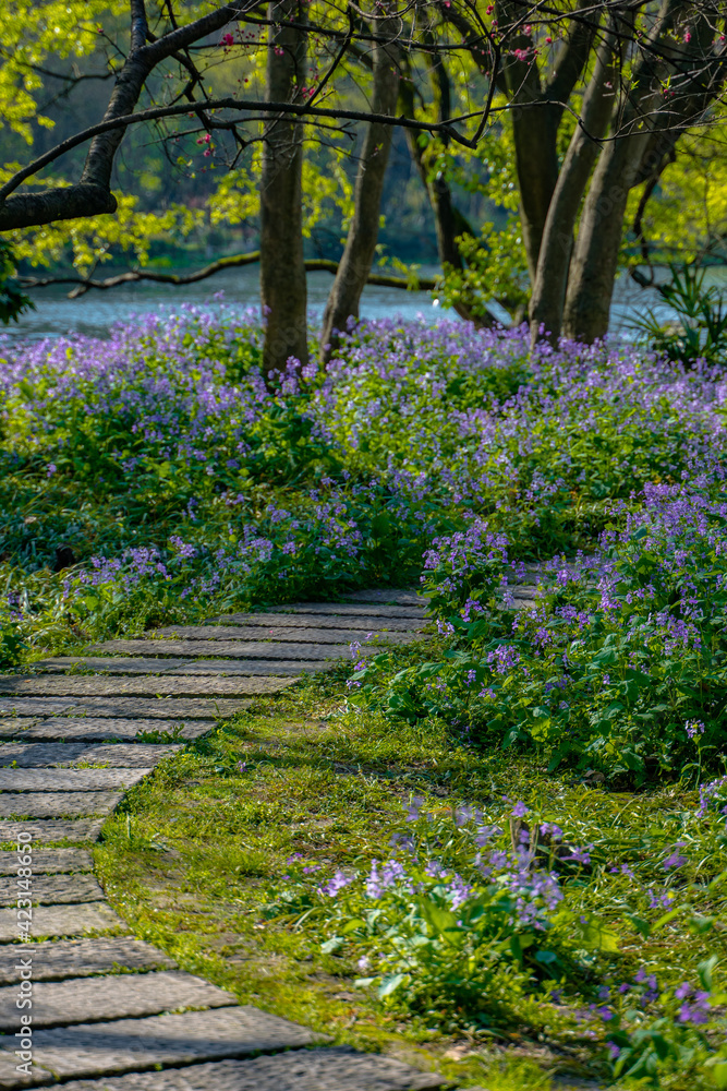 A pathway in blooming purple wild flowers.