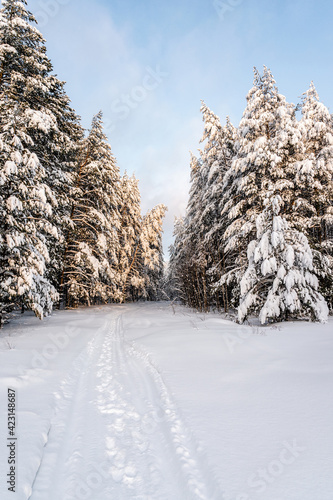 Winter landscape after snowfall, path in pine forest, amazing north nature