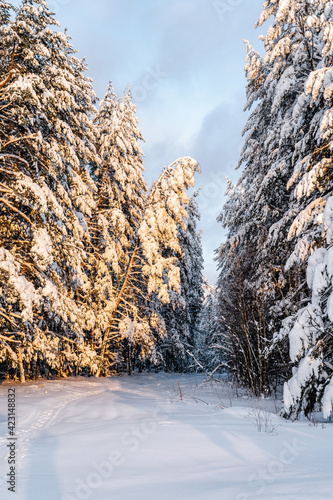 Snowy winter landscape, forest after snowfall, fairytale north nature