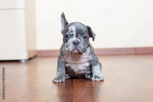 French Bulldog puppy at home on the floor