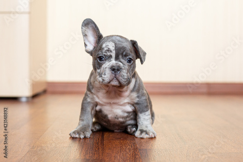 French Bulldog puppy at home on the floor