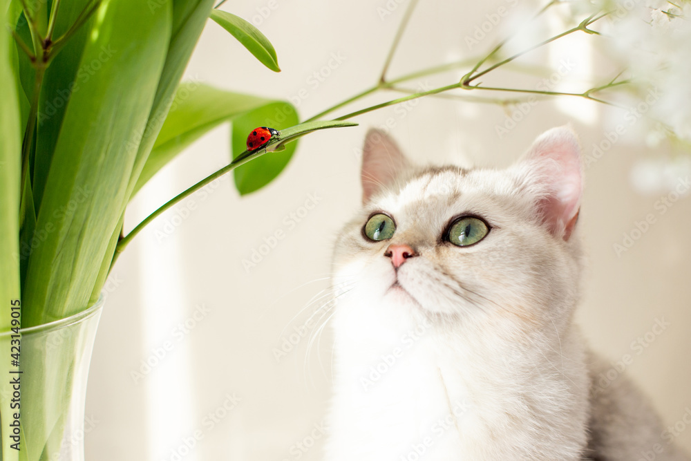 custom made wallpaper toronto digitalBritish white cat, sitting next to a bouquet of flowers, looking up at a red ladybug crawling