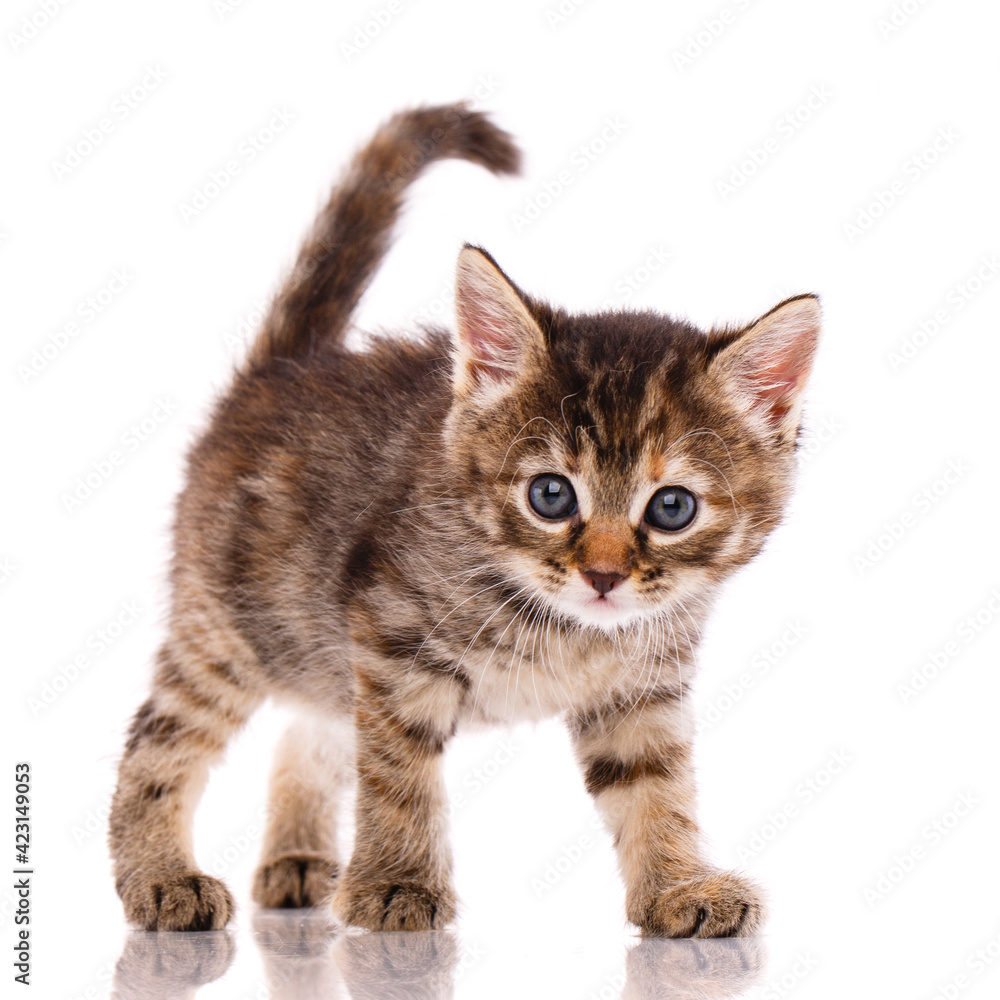 Tricolor kitten looks into the camera. Isolated on white background.