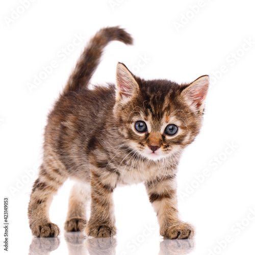 Tricolor kitten looks into the camera. Isolated on white background.