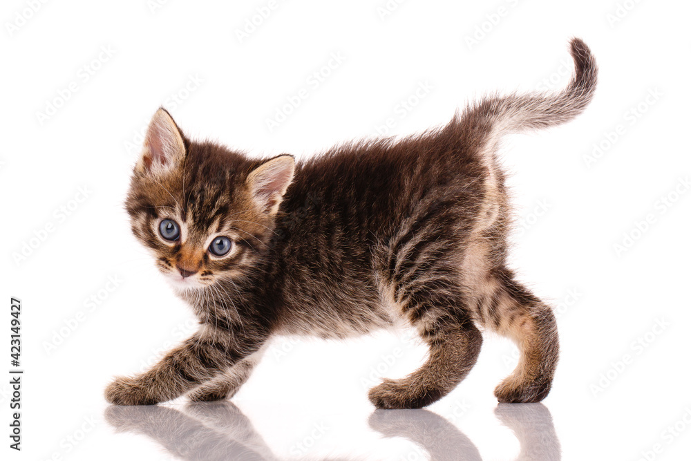 Kitten posing in front of the camera on a white background.
