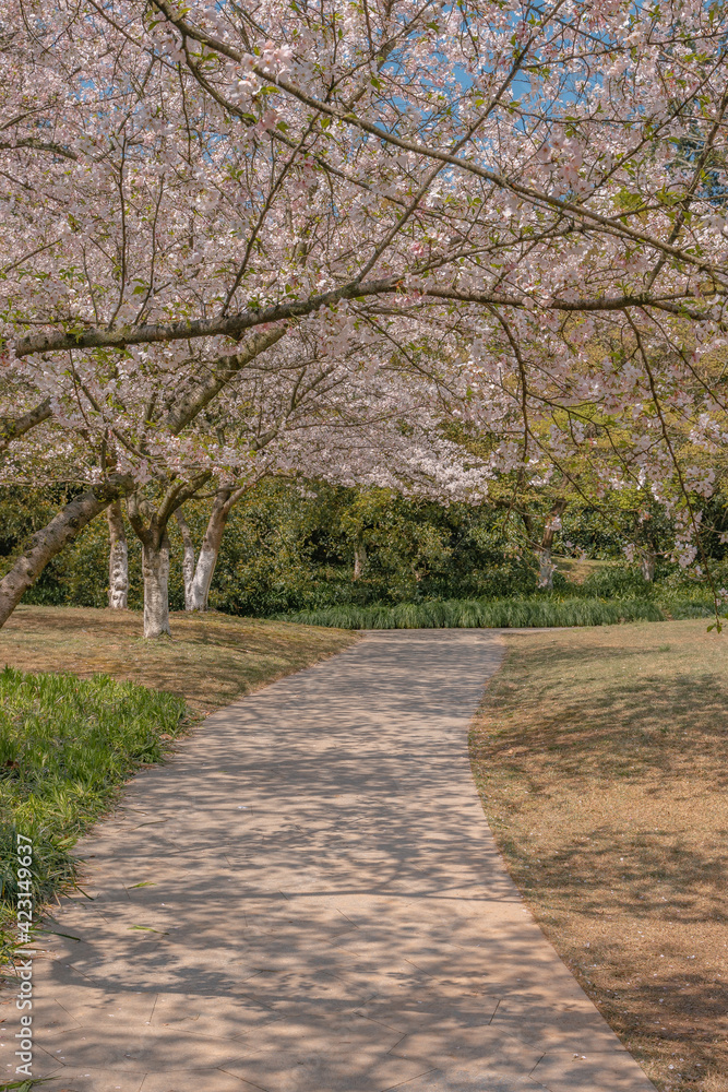 The blooming cherry blossoms at the West Lake in Hangzhou, China, spring time. The blooming cherry blossoms at the West Lake in Hangzhou, China, spring time.