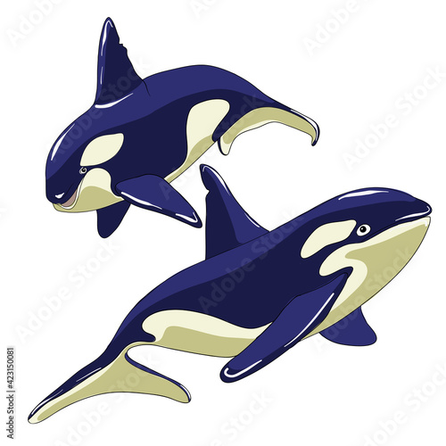 Set of killer whale. Cartoon style vector illustration.