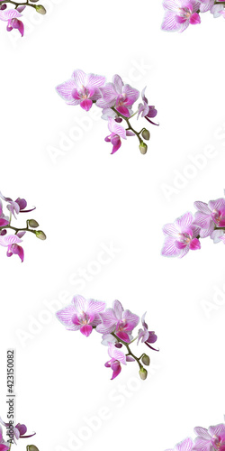 Pink orchid on white background. Isolated flowers. Seamless floral pattern for fabric, textile, wrapping paper. Tropical flower.