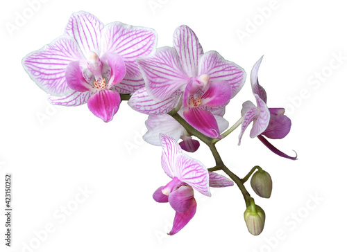 Fototapeta Naklejka Na Ścianę i Meble -  flowers of mini orchids. orchid in pink stripes isolated. Purple lips. home plants. white background