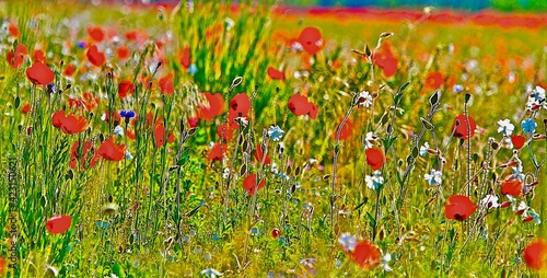 champs coquelicot été drôme france