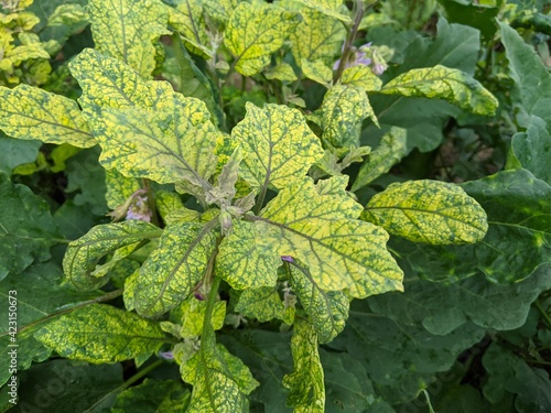 A green Solanum Macrocarpon plants grows up in the garden photo