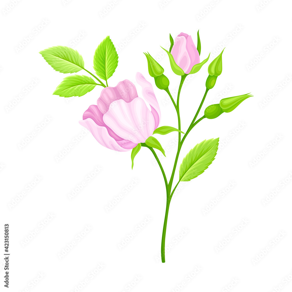 Rosa Canina or Dog Rose with Pale Pink Flower and Green Pinnate Leaves on Stem Vector Illustration