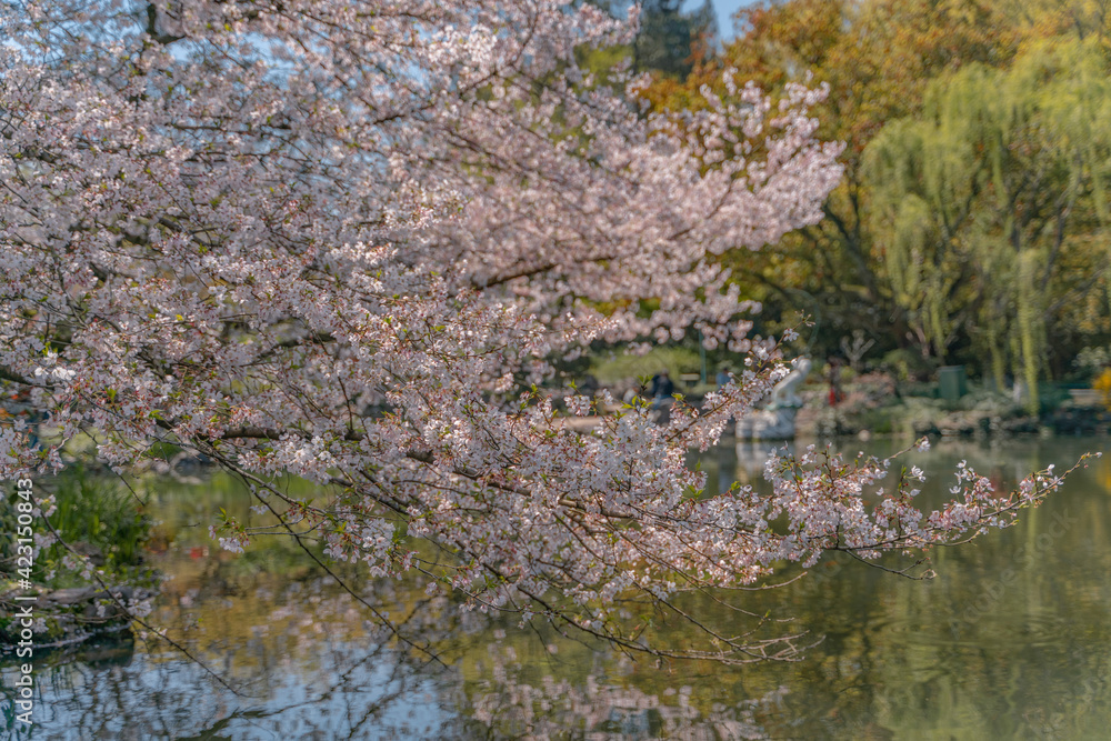 The blooming cherry blossoms at the West lake in Hangzhou, China, spring time. The blooming cherry blossoms at the West lake in Hangzhou, China, spring time.