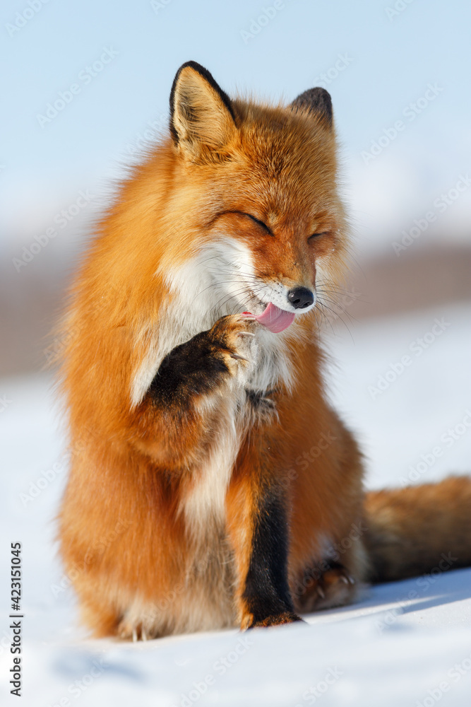 Funny red fox licks his paw with his tongue. A beautiful wild animal in its natural habitat on the tundra in the Arctic. Wildlife of Chukotka and Siberia. Far North of Russia. Red fox (Vulpes vulpes). Funny red fox licks his paw with his tongue. A beautiful wild animal in its natural habitat on the tundra in the Arctic. Wildlife of Chukotka and Siberia. Far North of Russia. Red fox (Vulpes vulpes).