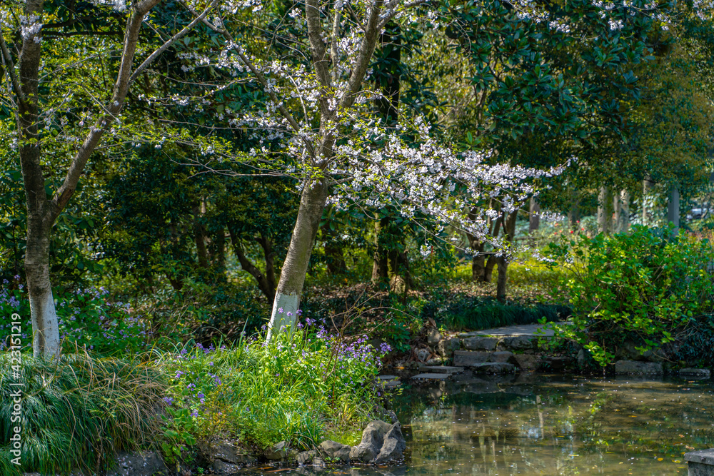 The blooming cherry blossoms at the West lake in Hangzhou, China, spring time. The blooming cherry blossoms at the West lake in Hangzhou, China, spring time.