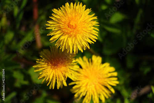 Yellow dandelion flowers in spring on a sunny day.