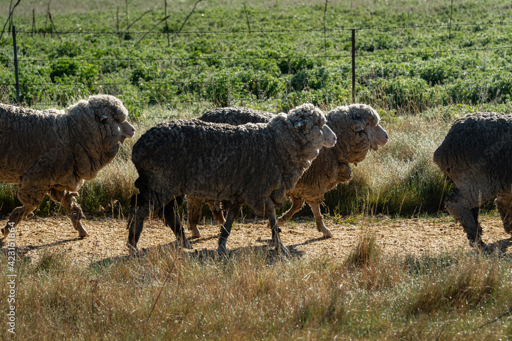 Obraz premium New Zealand merino sheep on the country road in the sunny morning