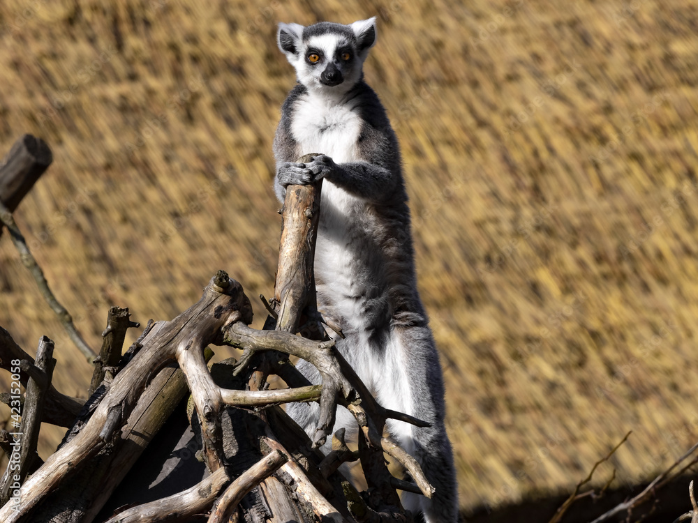 Fototapeta premium The female Ring-tailed Lemur, Lemur catta, stands on a branch and observes the surroundings.
