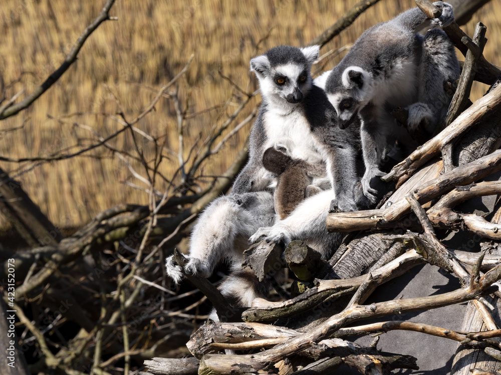 Fototapeta premium A female Ring-tailed Lemur, Lemur catta, sits with a cub on a branch and watches another female.
