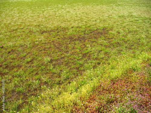 ナズナとホトケノザとオオイヌノフグリ咲く春の田圃と畦風景