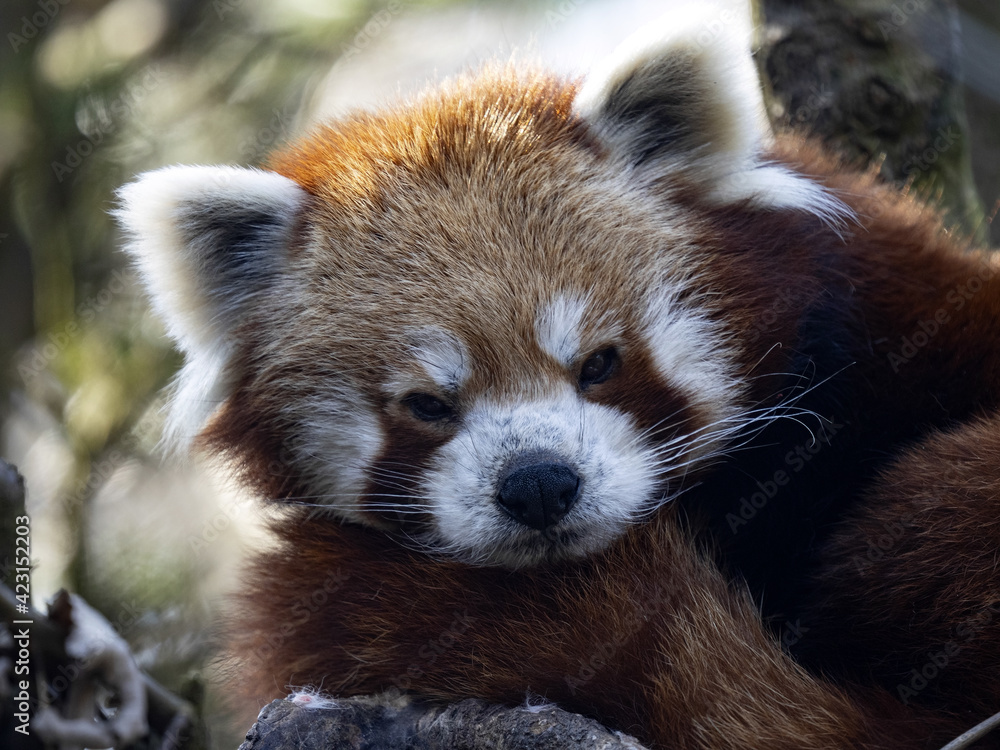 Portrait of a Red Panda, Ailurus fulgens, lying on a trunk and watching the surroundings. Portrait of a Red Panda, Ailurus fulgens, lying on a trunk and watching the surroundings.
