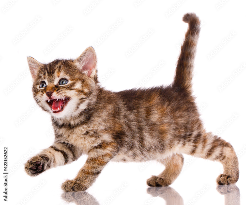 Kitten is angry and meows on a white background.