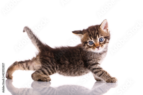 Tricolor kitten is playing on a white background