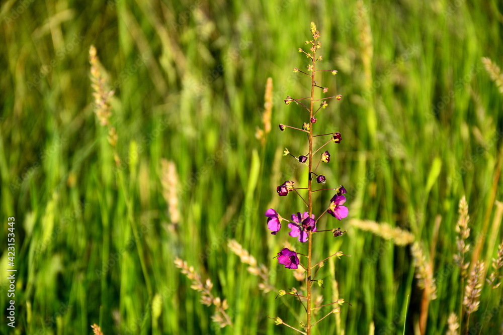 The blooming mullein purple (Verbascum phoeniceum) on a green background of meadow grasses. The blooming mullein purple (Verbascum phoeniceum) on a green background of meadow grasses.