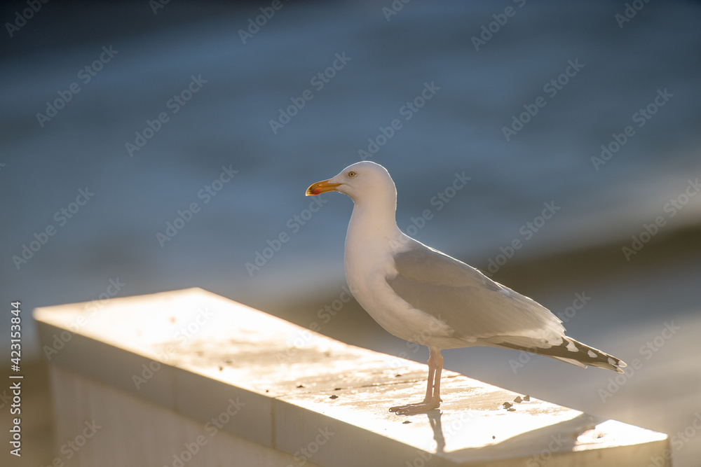Obraz premium Möwen auf einem Dachsims
