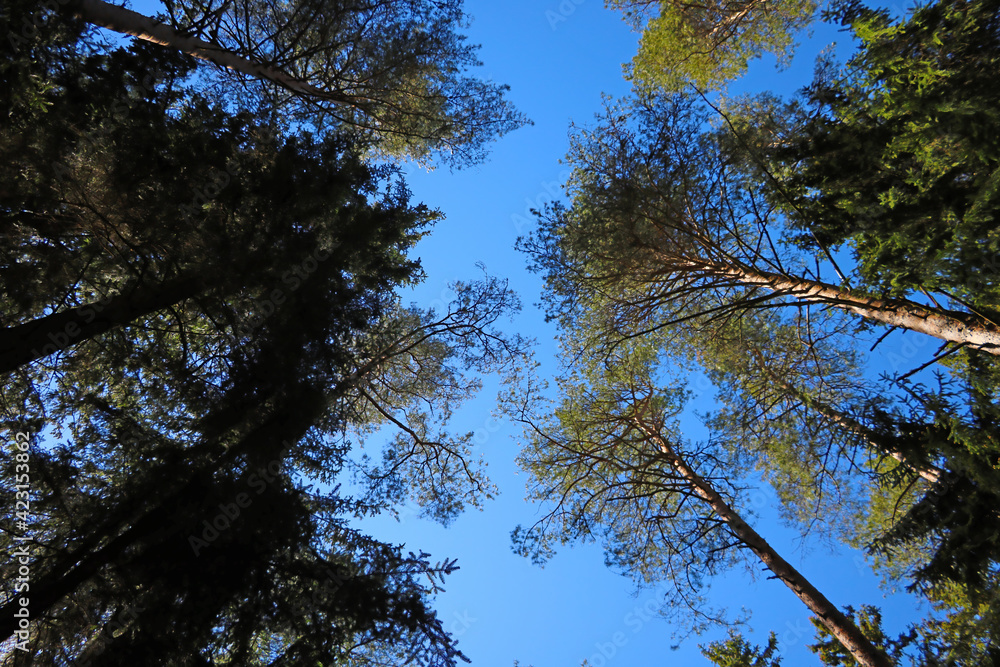 Bottom view of the treetops against the blue sky. Bottom view of the treetops against the blue sky.