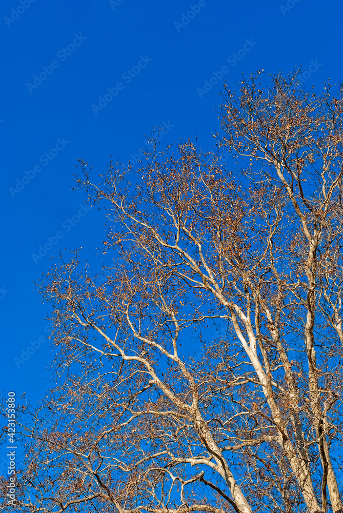 Bare trees against the backdrop of a pure blue sky. Tall trees - background with contrasting elements. Bare trees against the backdrop of a pure blue sky. Tall trees - background with contrasting elements.