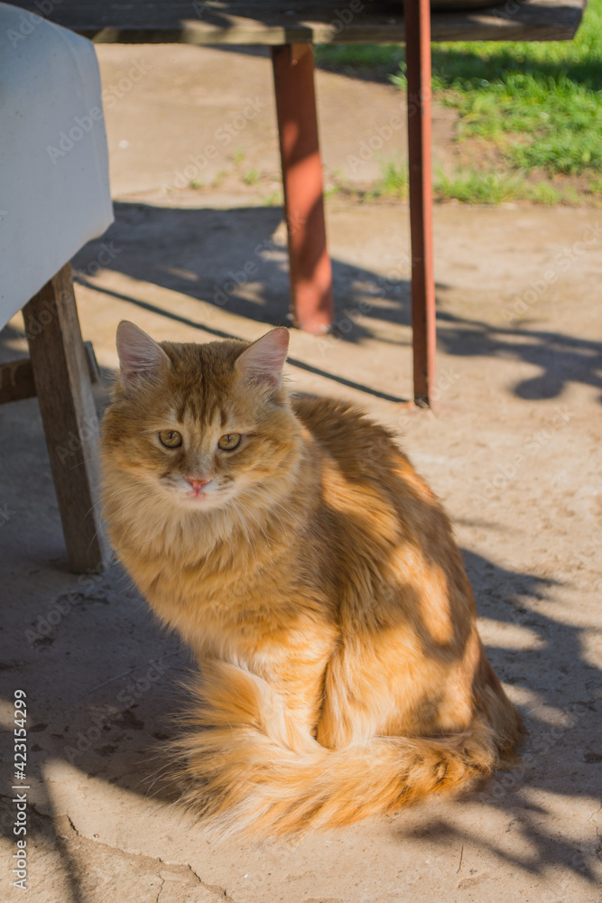 Fototapeta premium A beautiful big stray golden cat with mournful orange eyes.