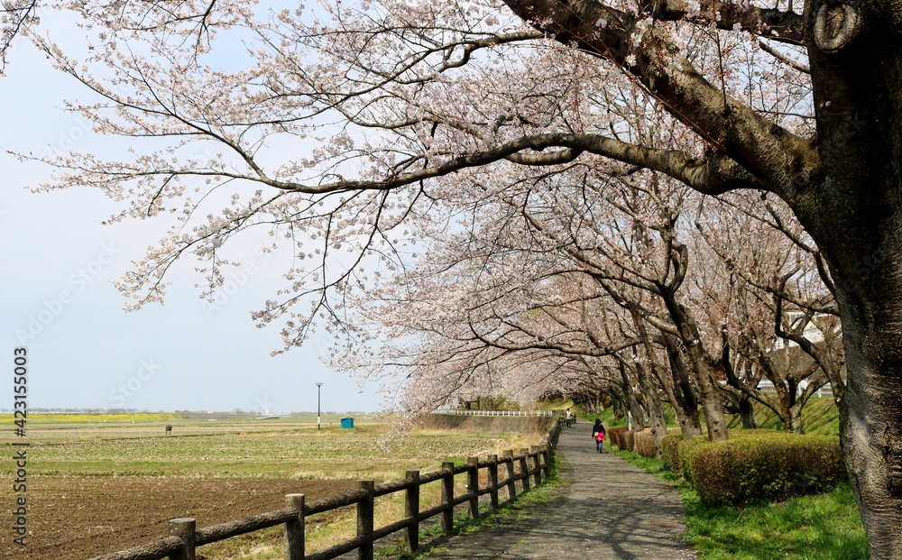 桜の咲く　散策路　風景
