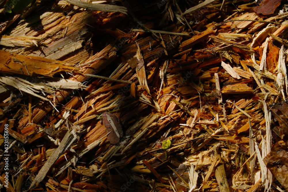 Arrows from a tree and bark on the ground in the forest, background.