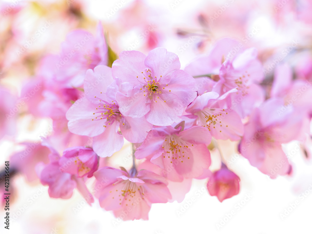 満開のサクラの花 満開のサクラの花