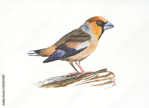 watercolor  bird grosbeak .hand drawn illustration. © Jane