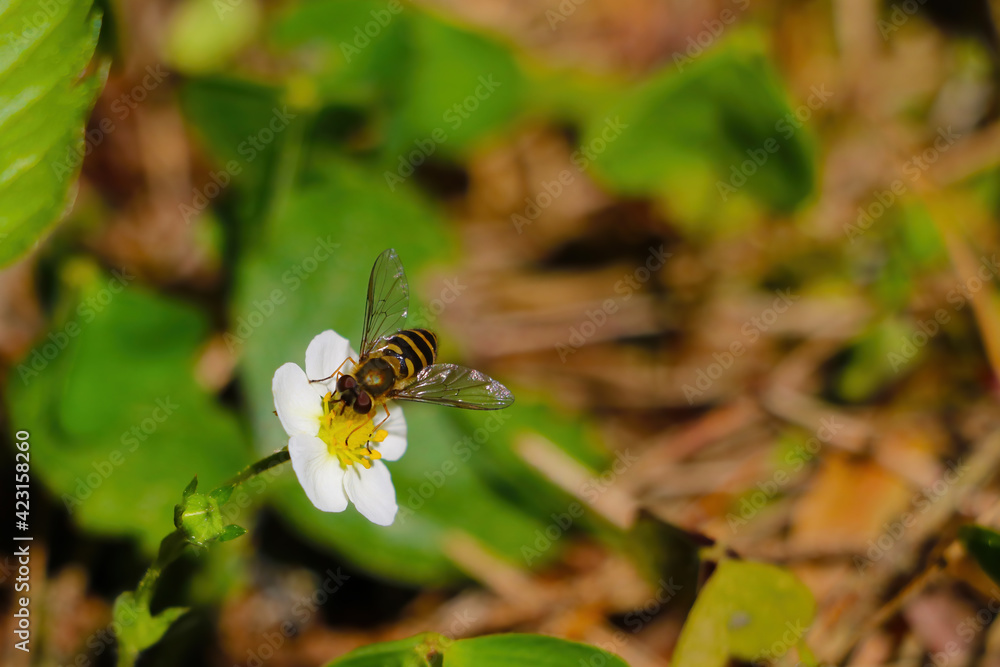 Blooming young strawberry in the spring forest. Blooming young strawberry in the spring forest.