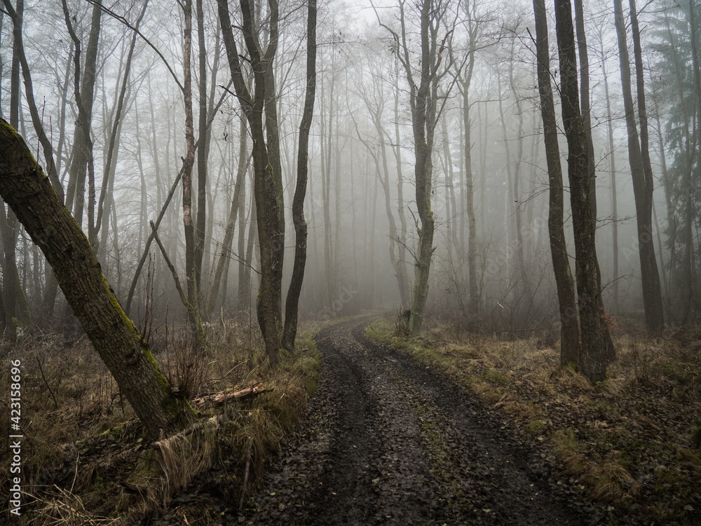 Spooky and gloomy forest, fogging with amazing and dramatic atmosphere.