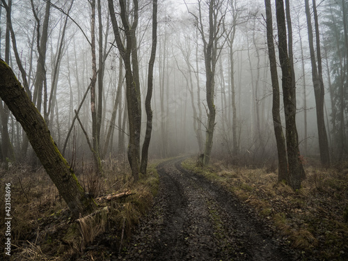 Spooky and gloomy forest, fogging with amazing and dramatic atmosphere.
