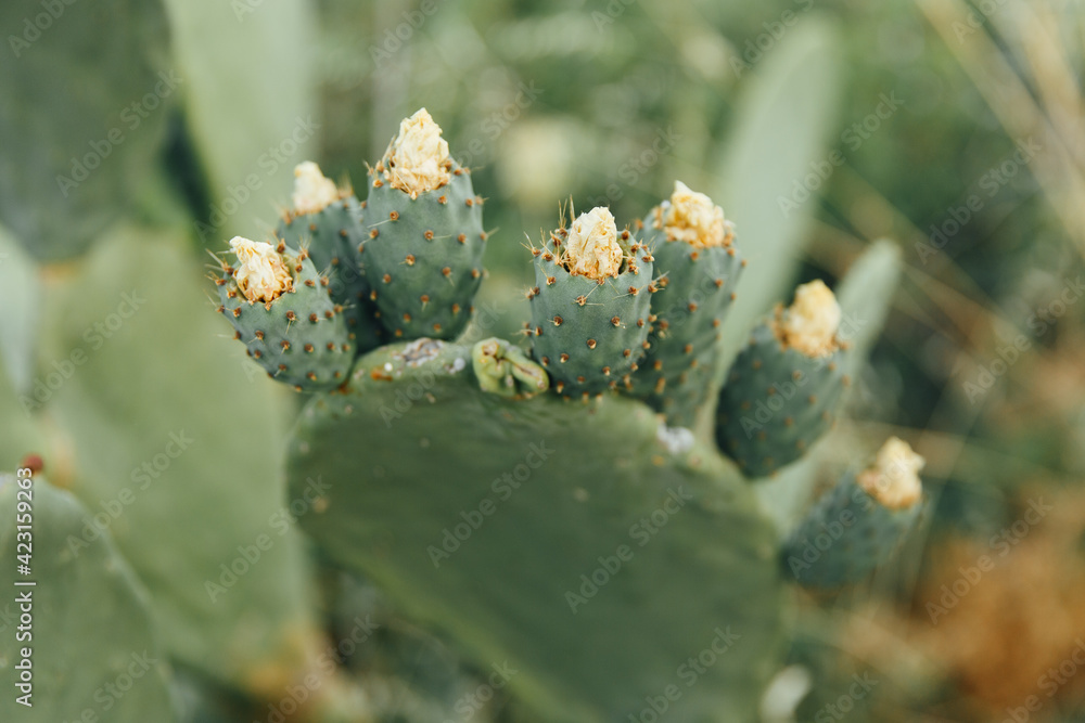 Summer kaktus. Prickly pear cactus. Flowering and fruits Summer kaktus. Prickly pear cactus. Flowering and fruits