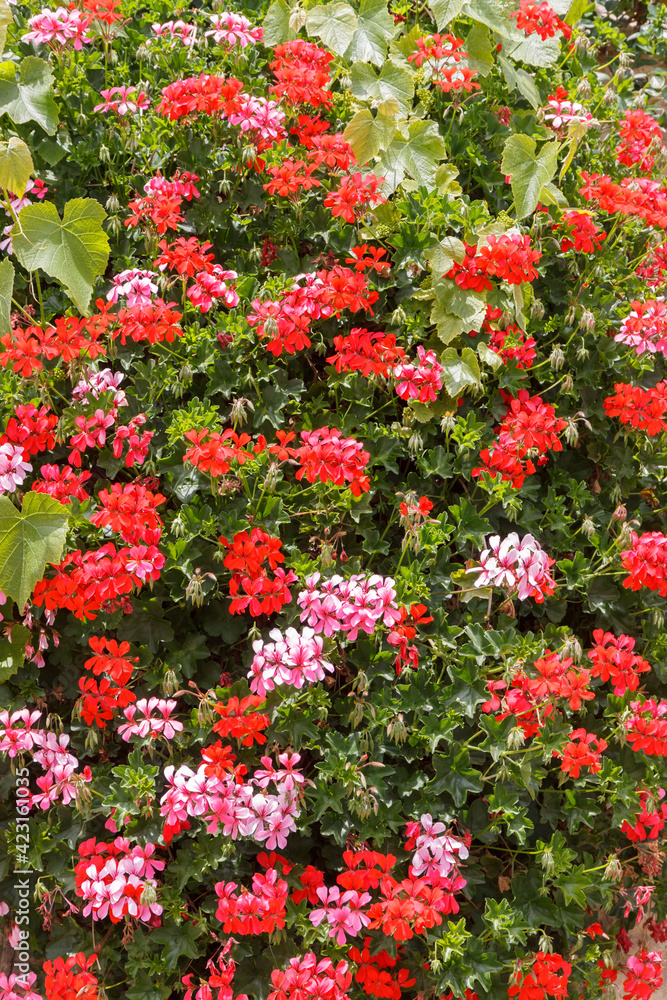 Bush of bright red and pink geranium on wall