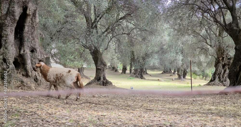 Young Sheep Walking Under Olive Trees In Menton On The French Riviera, France Europe - DCi 4K Resolution
Young Sheep Walking Under Olive Trees In Menton On The French Riviera, France Europe - DCi 4K Resolution