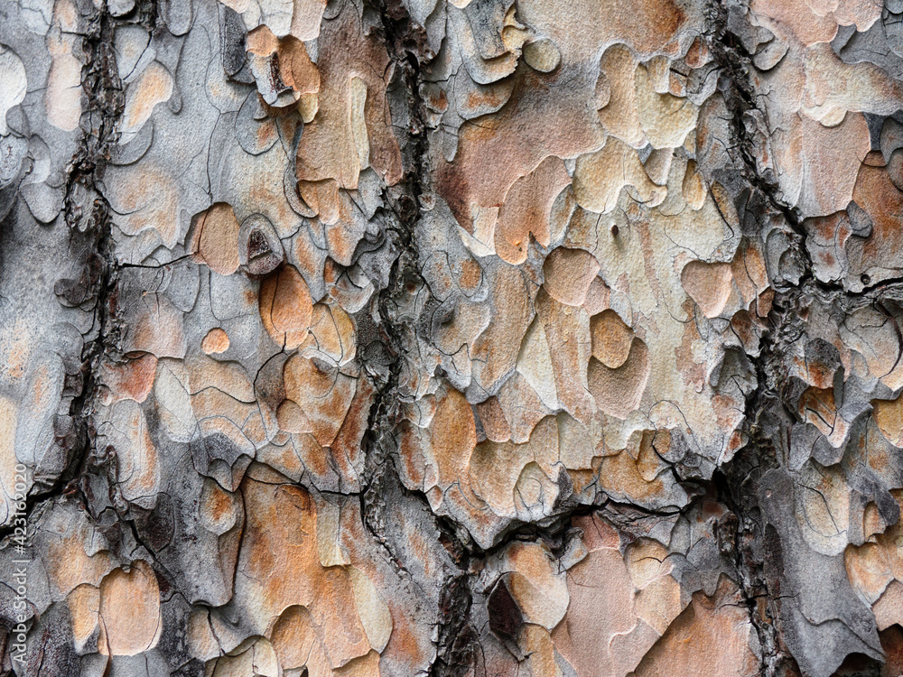 Background with beautiful texture of a coniferous tree trunk with a pronounced textured surface and rich colors. Deep surface of the tree trunk with an interesting pattern. Background with beautiful texture of a coniferous tree trunk with a pronounced textured surface and rich colors. Deep surface of the tree trunk with an interesting pattern.