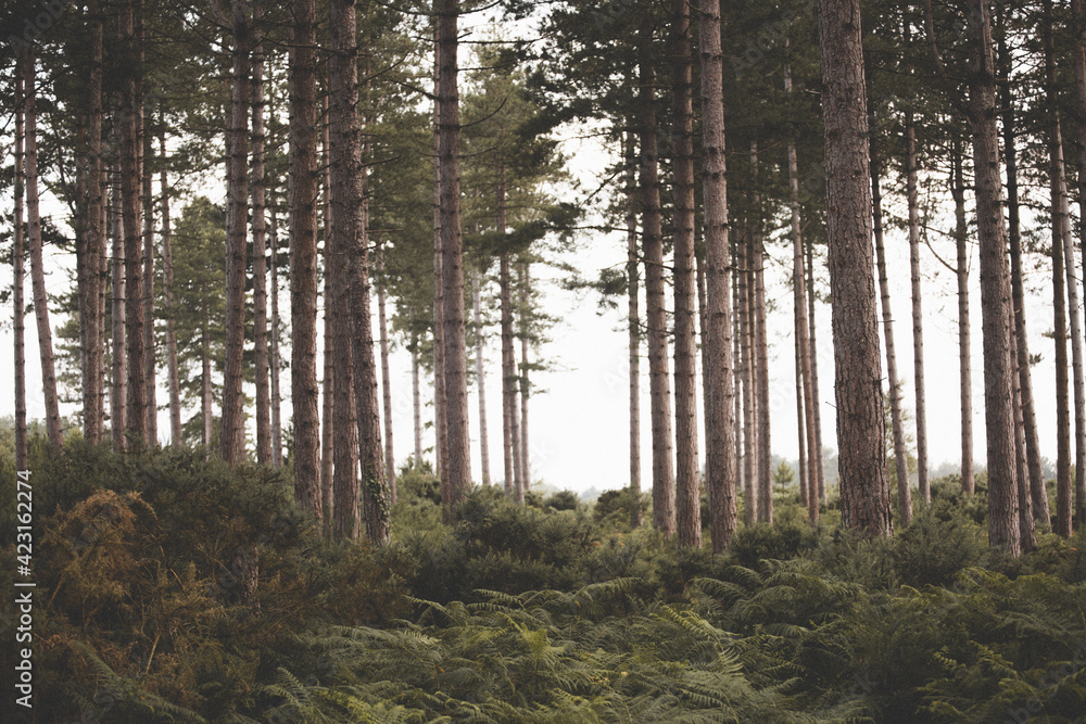 Obraz premium morning in the forest