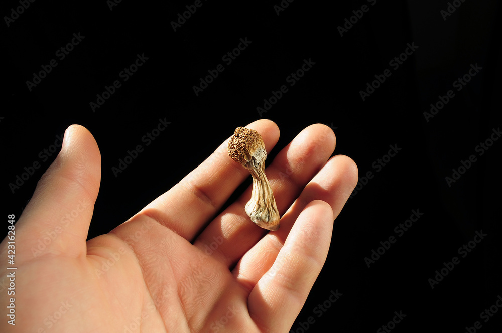 Psilocybin mushrooms in man's hand on black background. Psychedelic magic trip. Dried edible mushrooms Golden Teacher. Medical usage. Microdosing concept. Psilocybin mushrooms in man's hand on black background. Psychedelic magic trip. Dried edible mushrooms Golden Teacher. Medical usage. Microdosing concept.