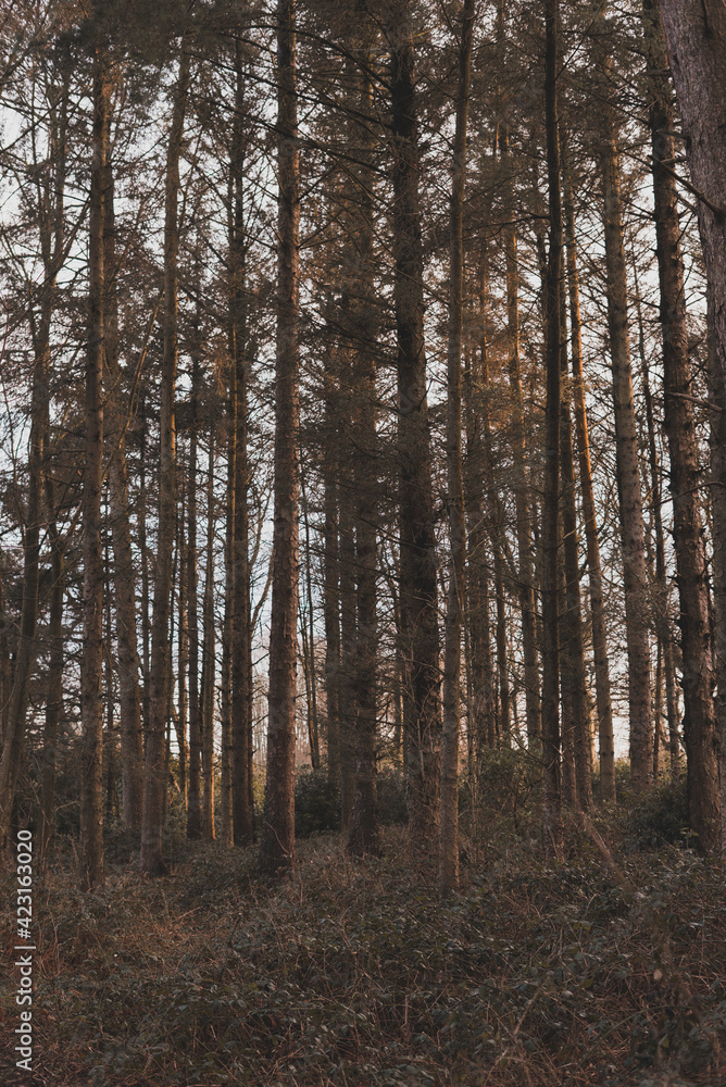 trees in the forest