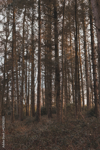 trees in the forest © Benjamin