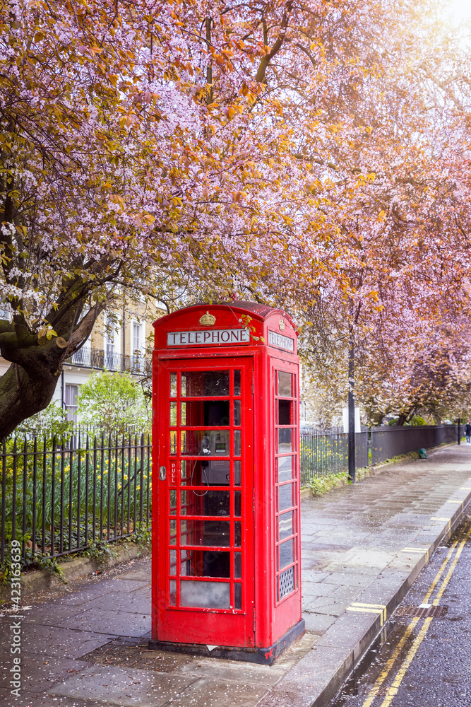 Obraz premium A classic, red telephone booth under a tree in full colorful blossom in London, United Kingdom, for spring time