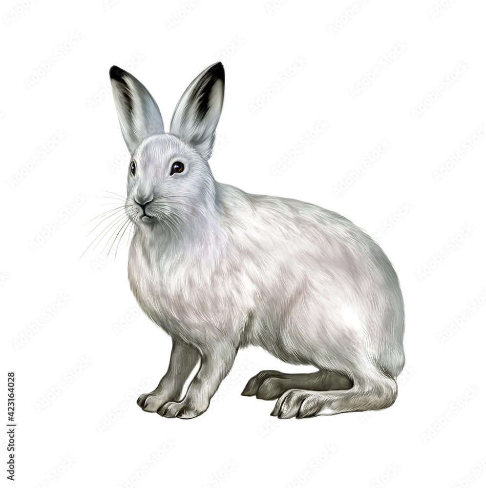 Obraz premium The mountain hare (Lepus timidus)