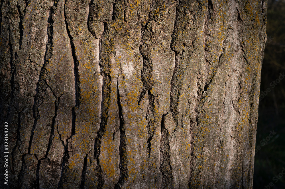 Naklejka premium Texture of the bark of a very large tree